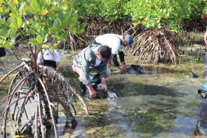 Chelsea Logistics Focused Forward Chelsea Logistics plants mangrove trees
